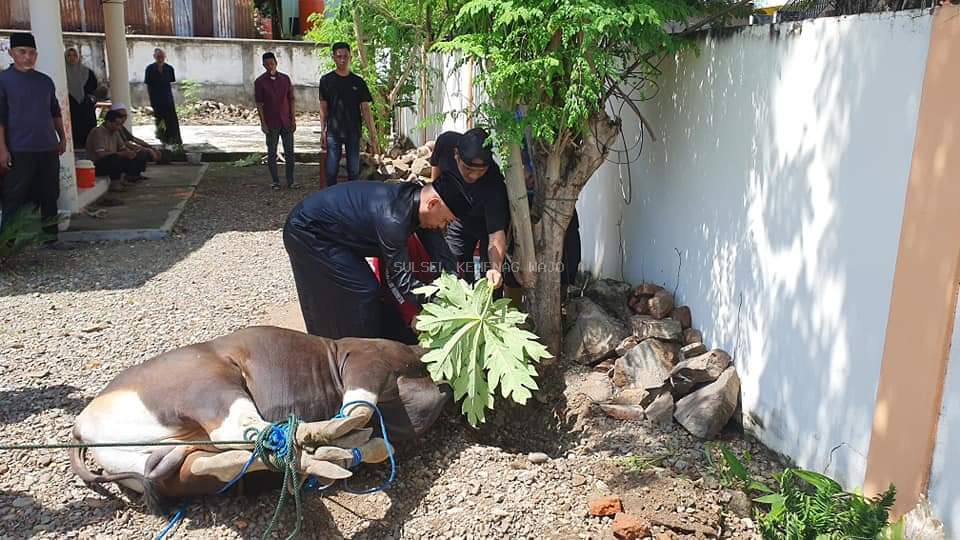 Kantor Kemenag Wajo Sembelih 1 Ekor Sapi Dihari Pertama